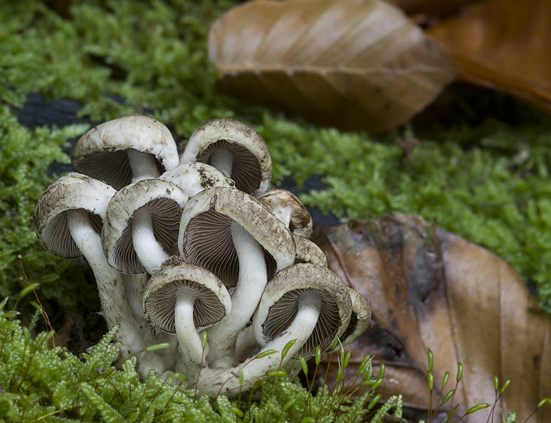 Psathyrella maculata